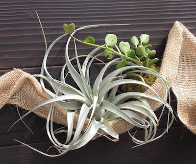 How to Grow Air Plants (Tillandsias)