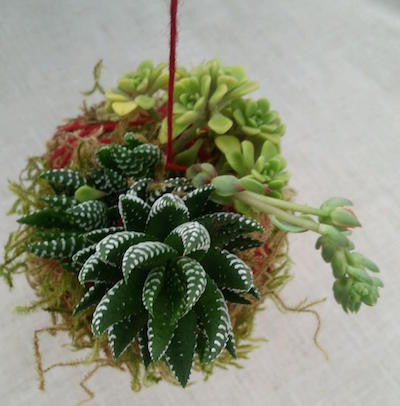 Kokedama at Succulent Gardens