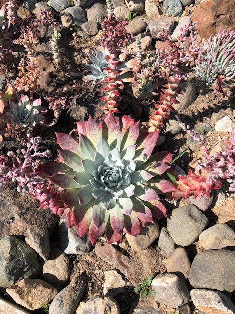 What to Grow: Dudleya