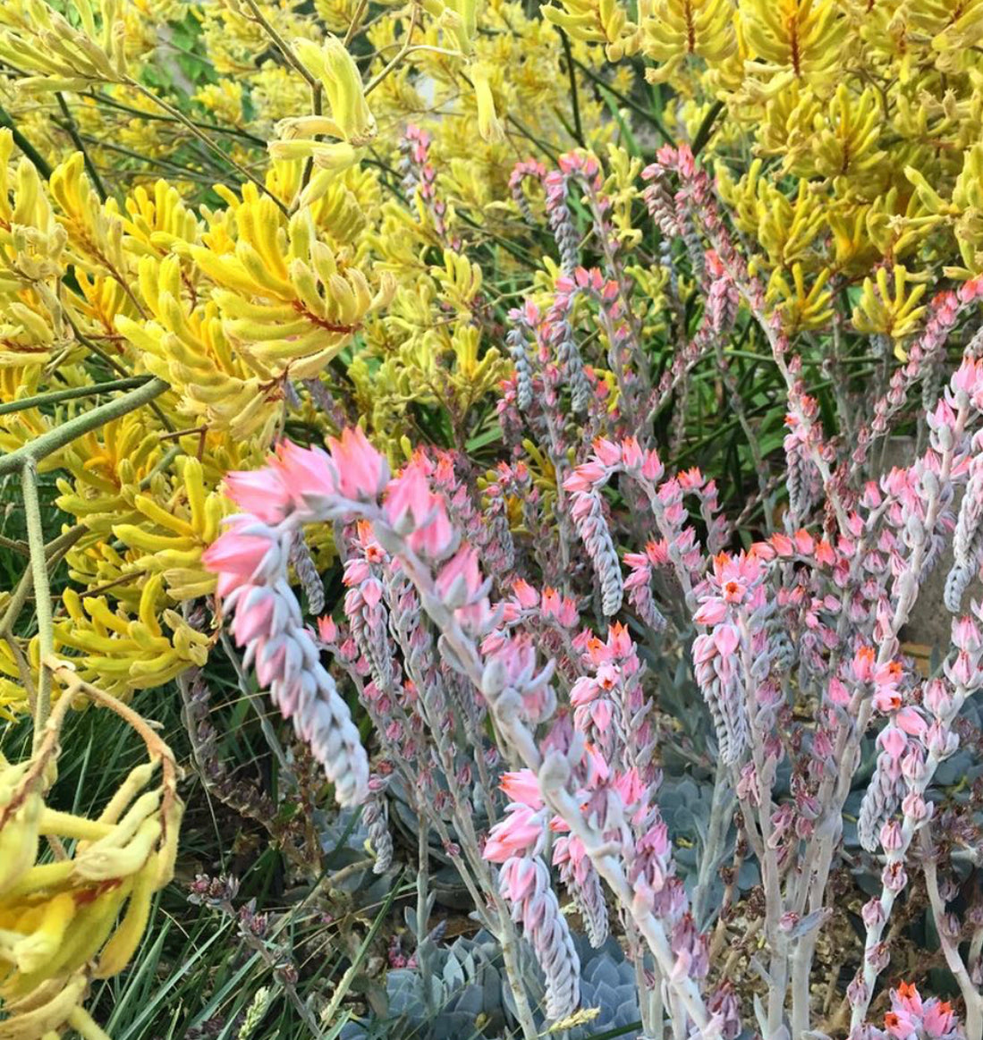 Succulent Therapy: How to Get the Full Benefits of Gardening