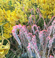 Succulent Therapy: How to Get the Full Benefits of Gardening