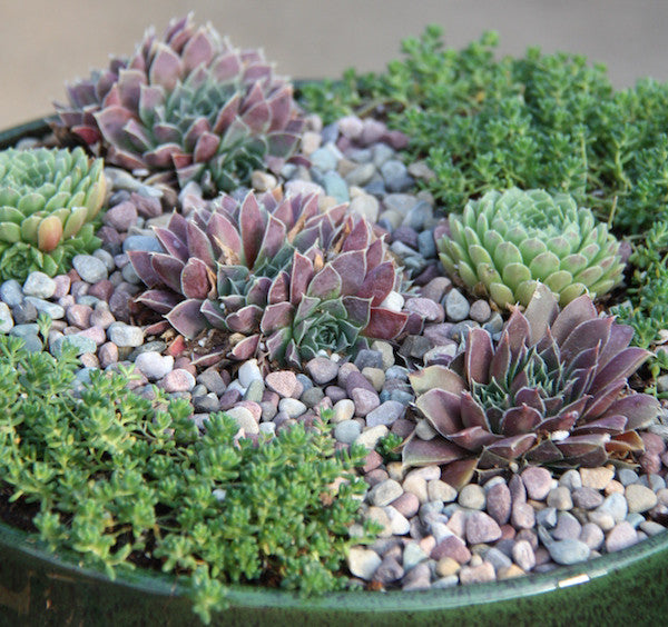 Hardy Succulents