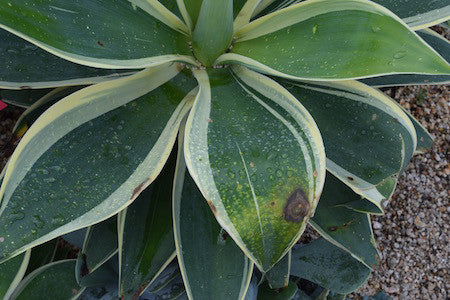 Winter in the Succulent Garden: Protecting Tender Succulents from Cold Weather