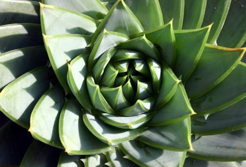 Aloe Polyphylla: Seedling or Tissue Culture?