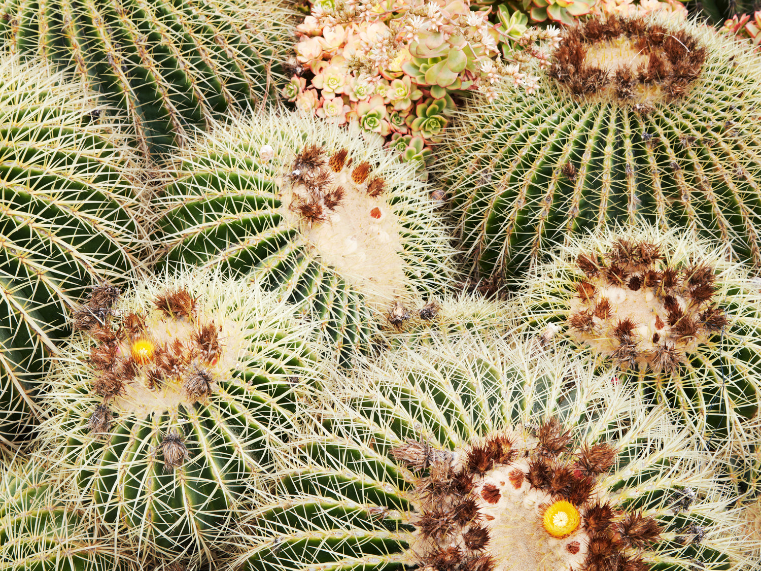 Growing Succulents in the Central Valley