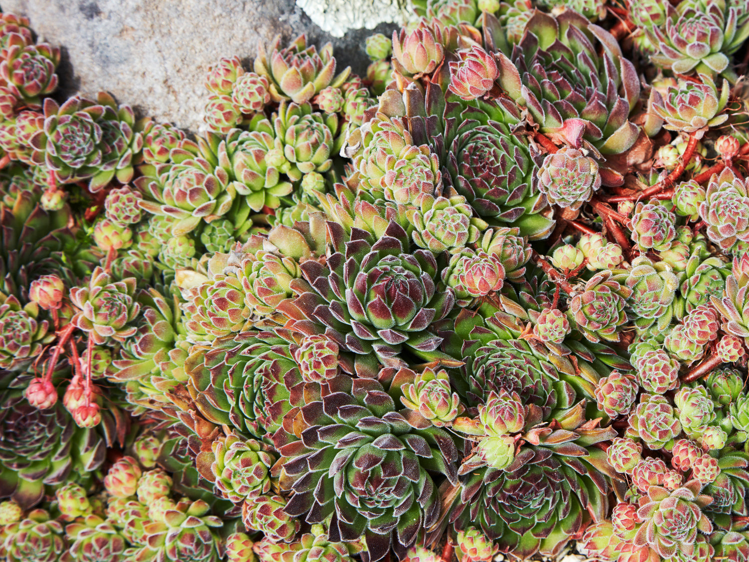 Which Succulents are Hardy?