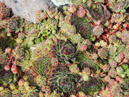 Which Succulents are Hardy?