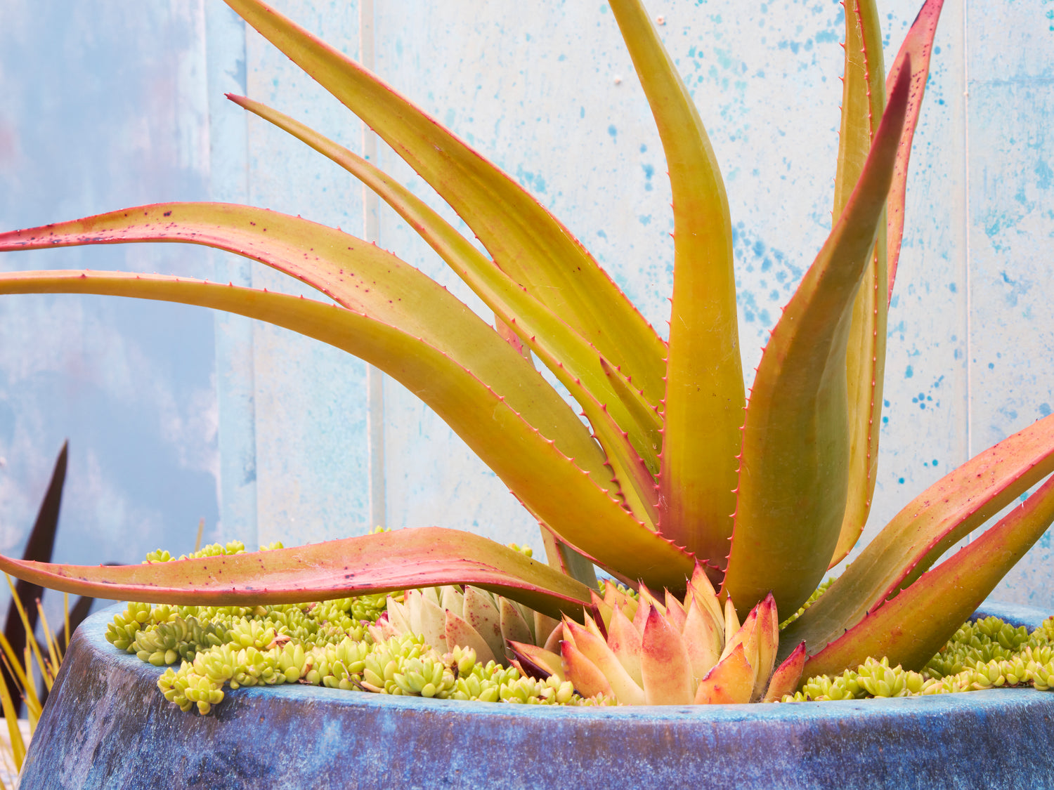Staff Favorites: Succulent Care, Design and Horticultural Information Resources