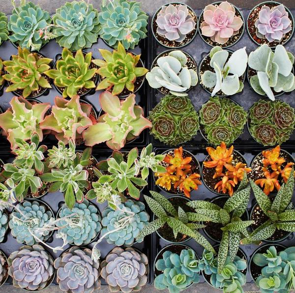 calico hearts succulent The Heart Hoya and Calico Heart Succulent Duo – GreenHouse.shop main image 1