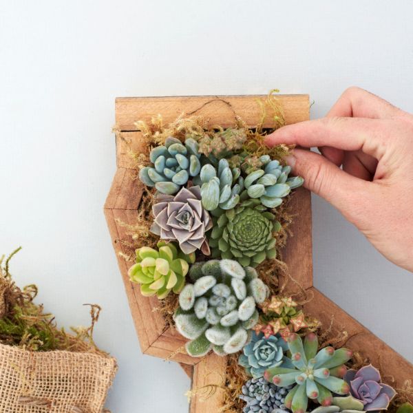 DIY Kits