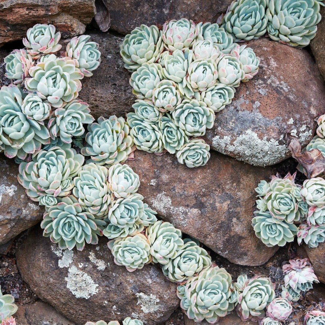 Echeveria