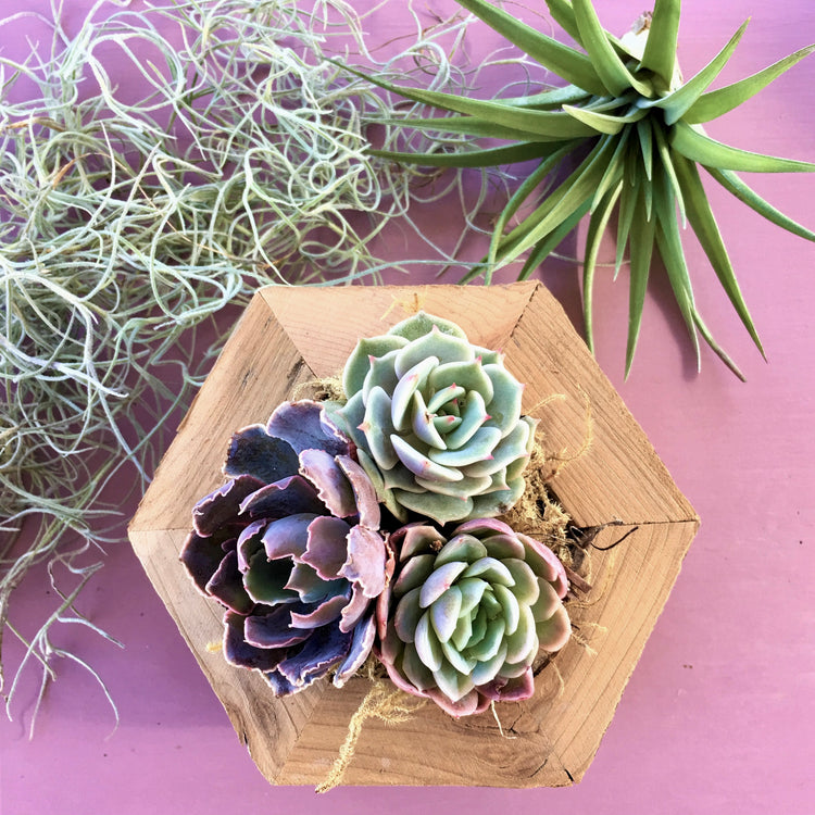 Succulent Gifts For Valentine's Day