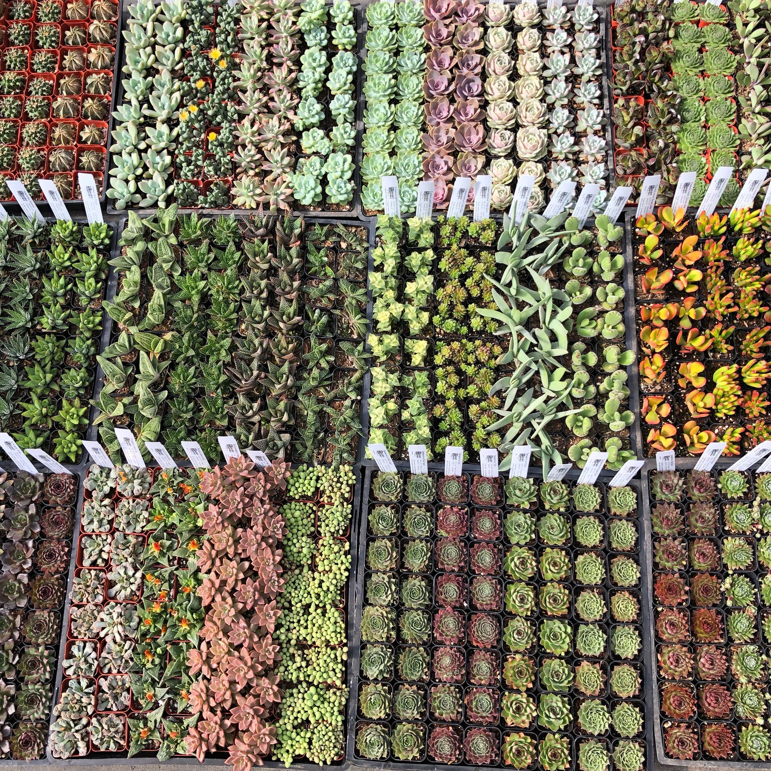 Wholesale Assortment