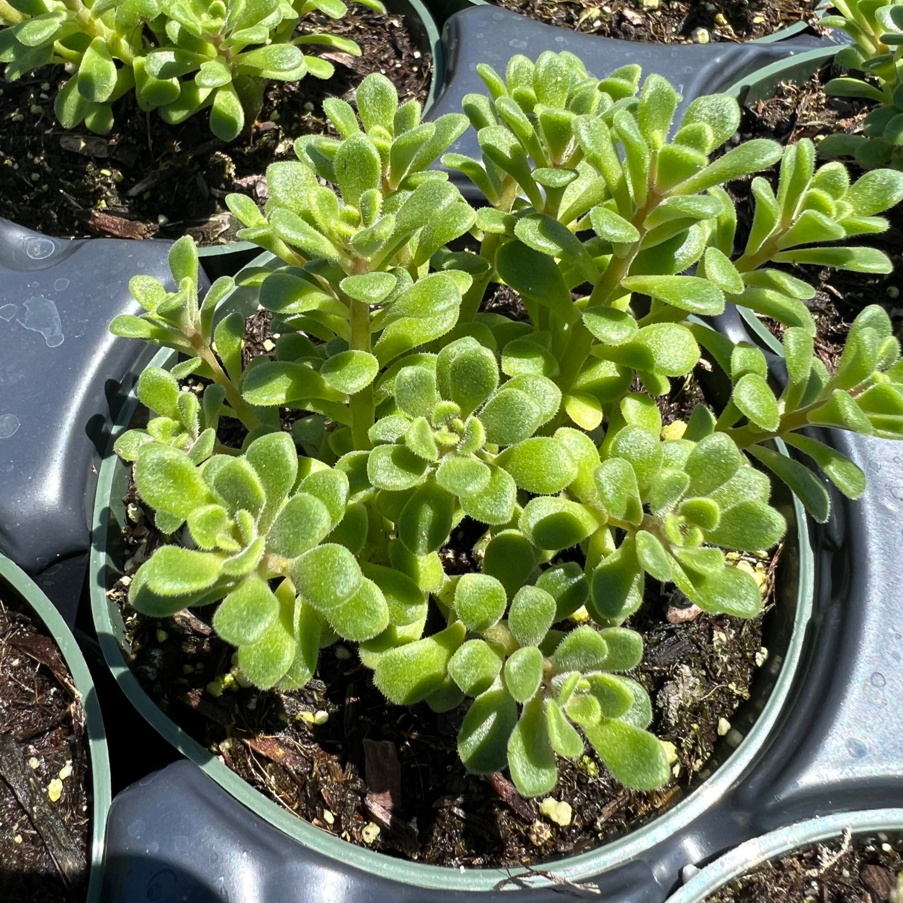 irish succulent Aeonium 'Irish Bouquet' – Succulent Gardens