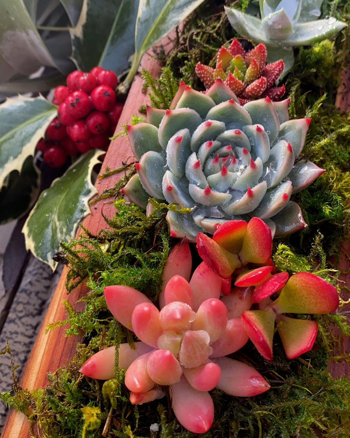 12/10 Christmas Centerpiece-Bring Your Own – Succulent Gardens