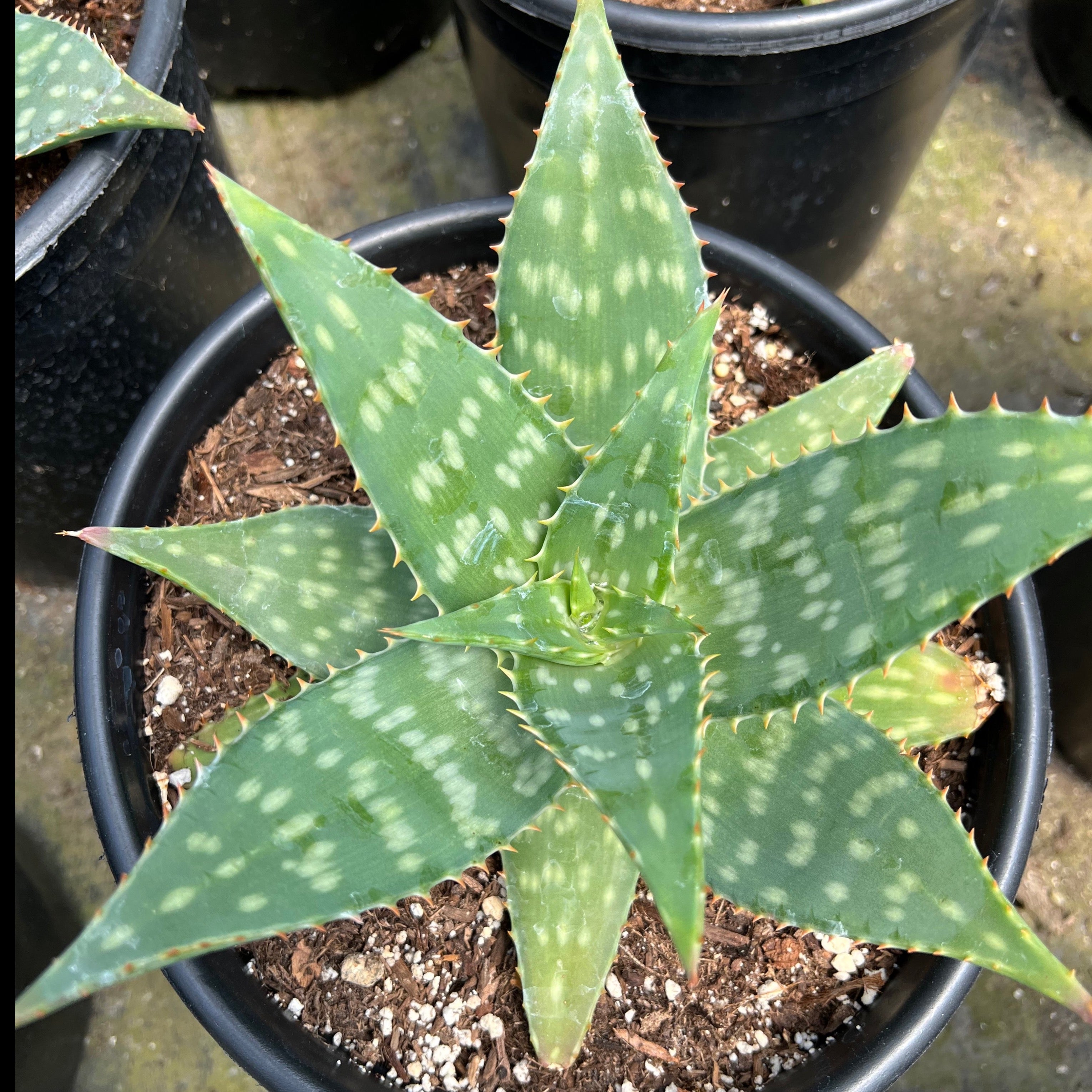 Aloe saponaria  Succulent Gardens