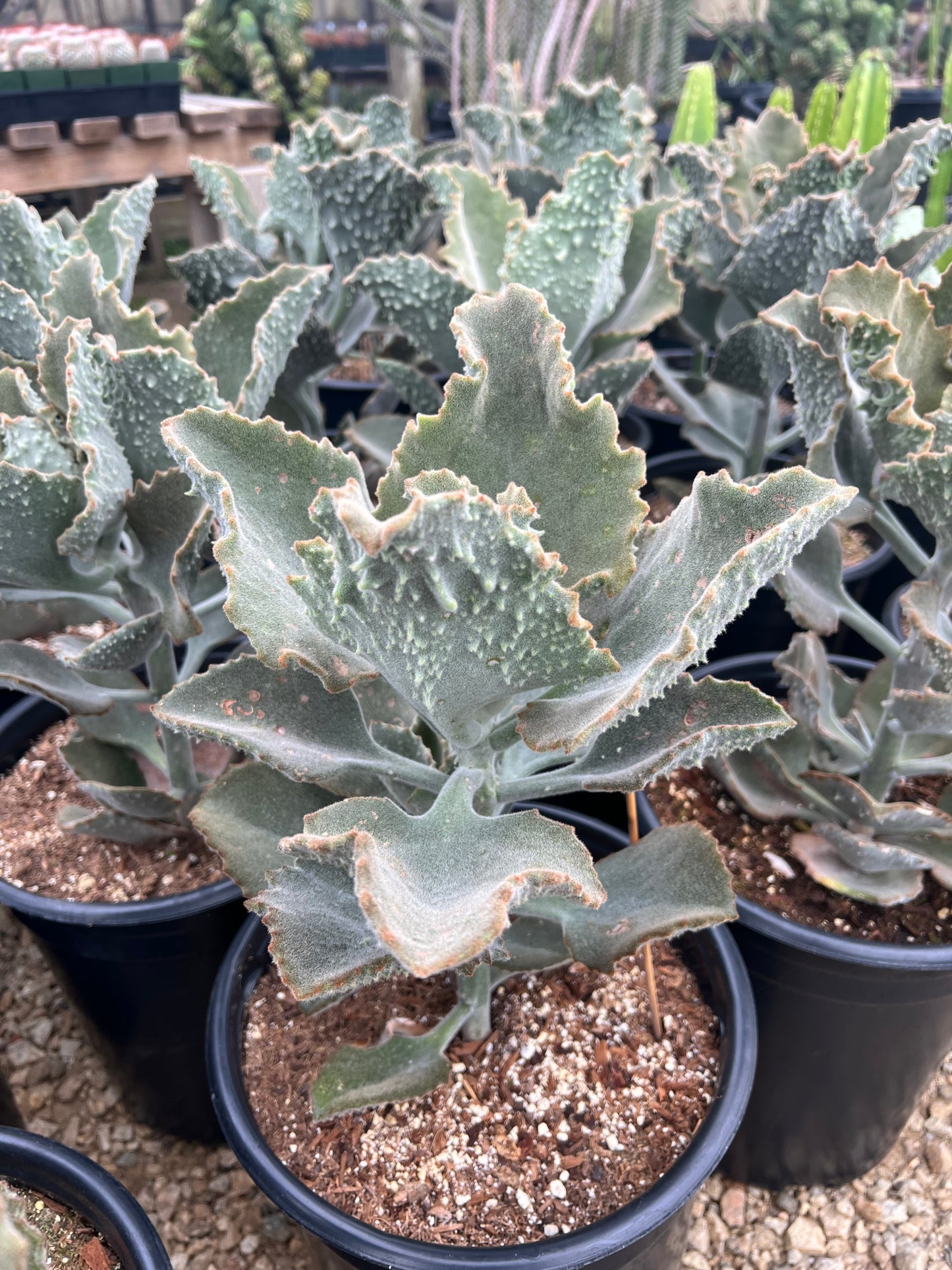 Kalanchoe beharensis 'Fang'