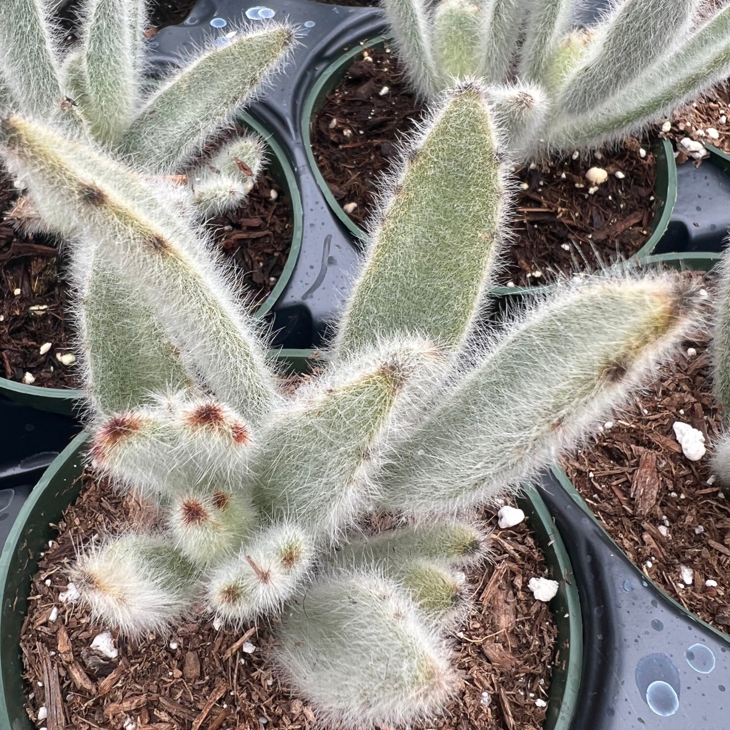 white fuzzy succulent plant Kalanchoe tomentosa 'Super Fuzzy' – Succulent Gardens