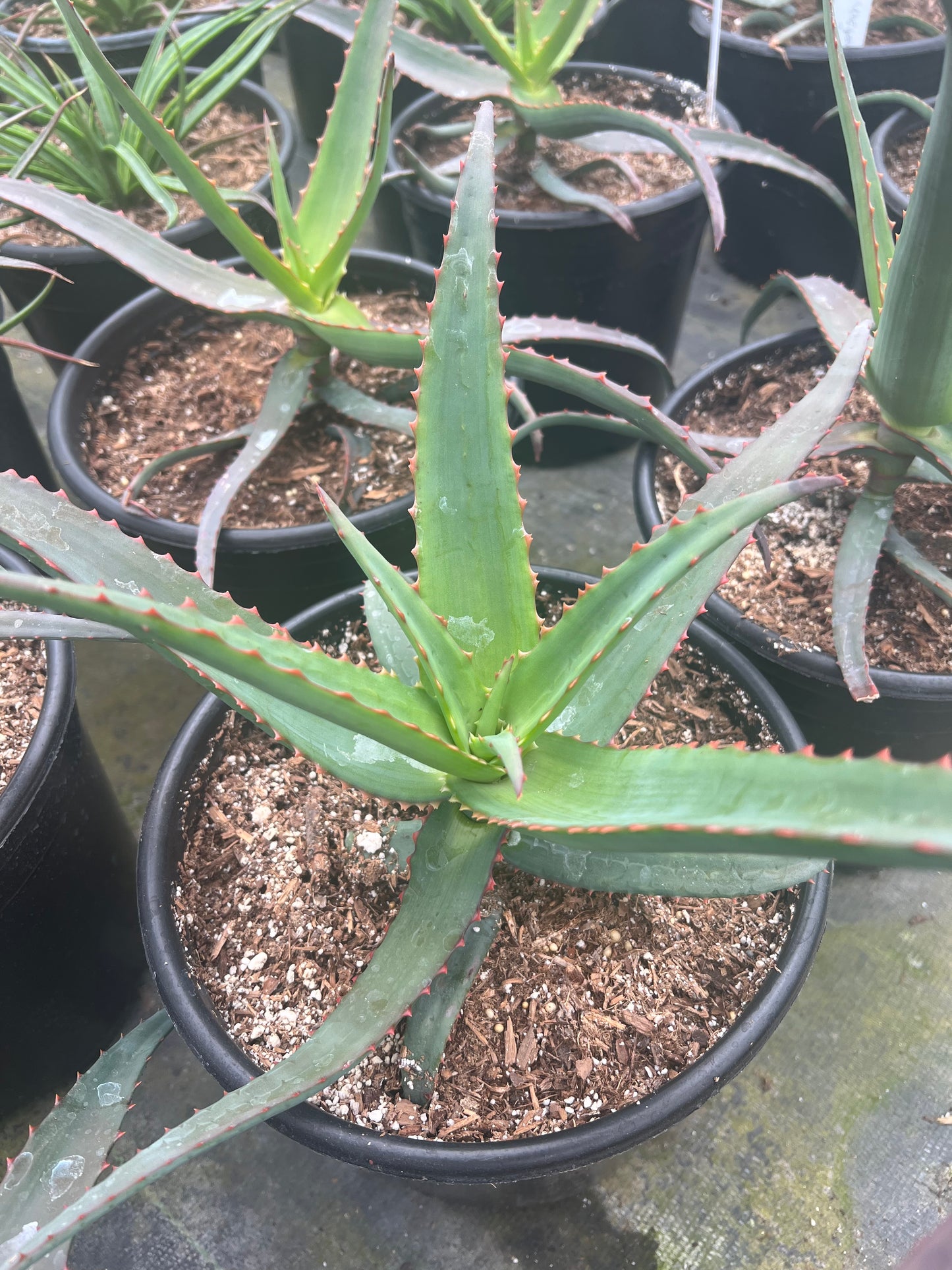 Aloe 'Candy Corn'