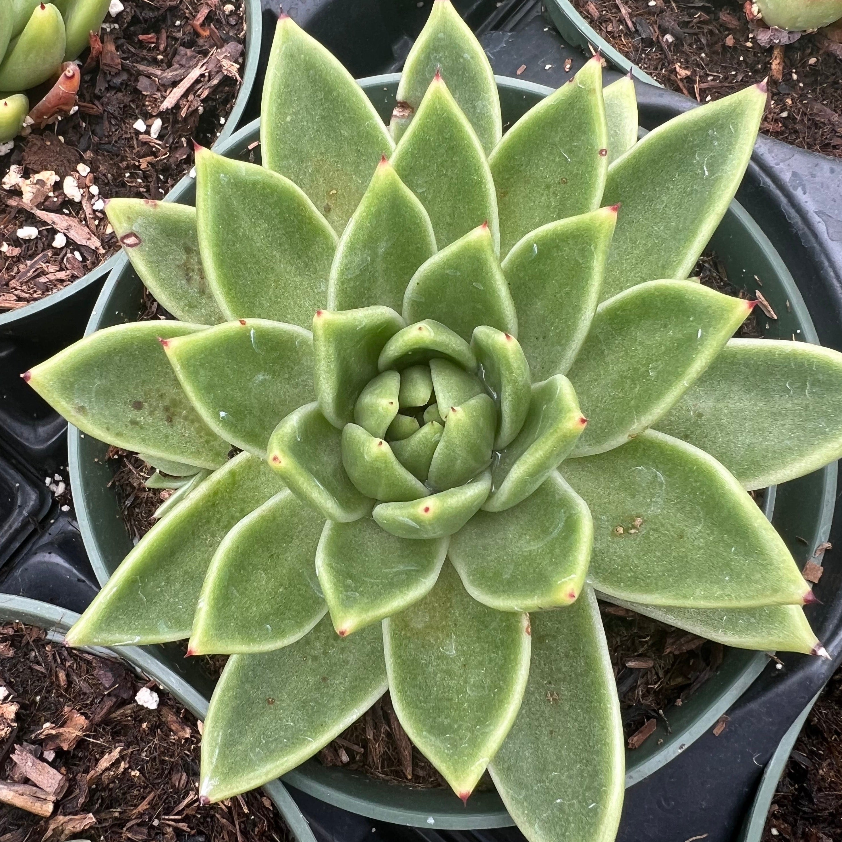 gilva succulent Echeveria 'Gilva' – Succulent Gardens