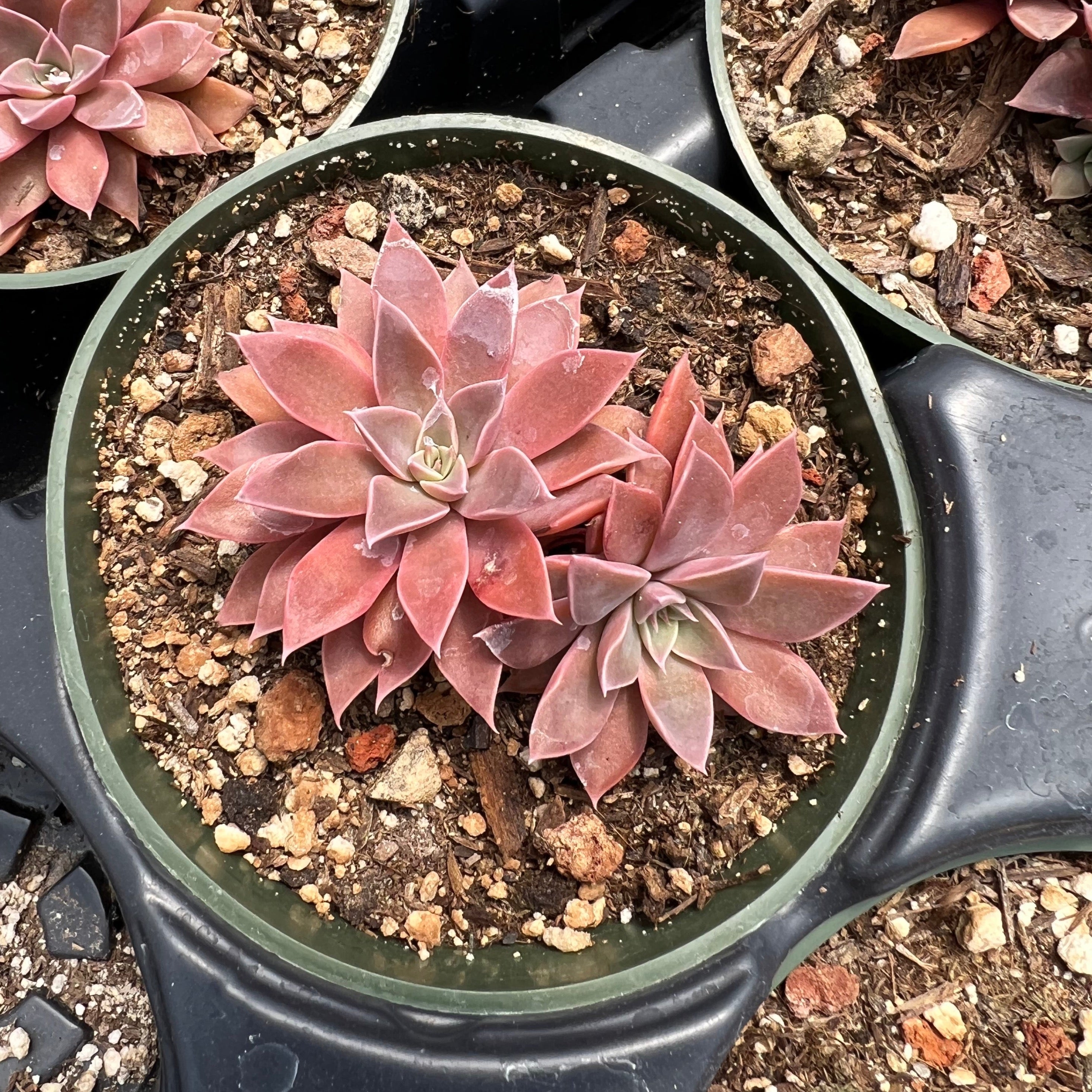 Echeveria 'Atomic' – Succulent Gardens