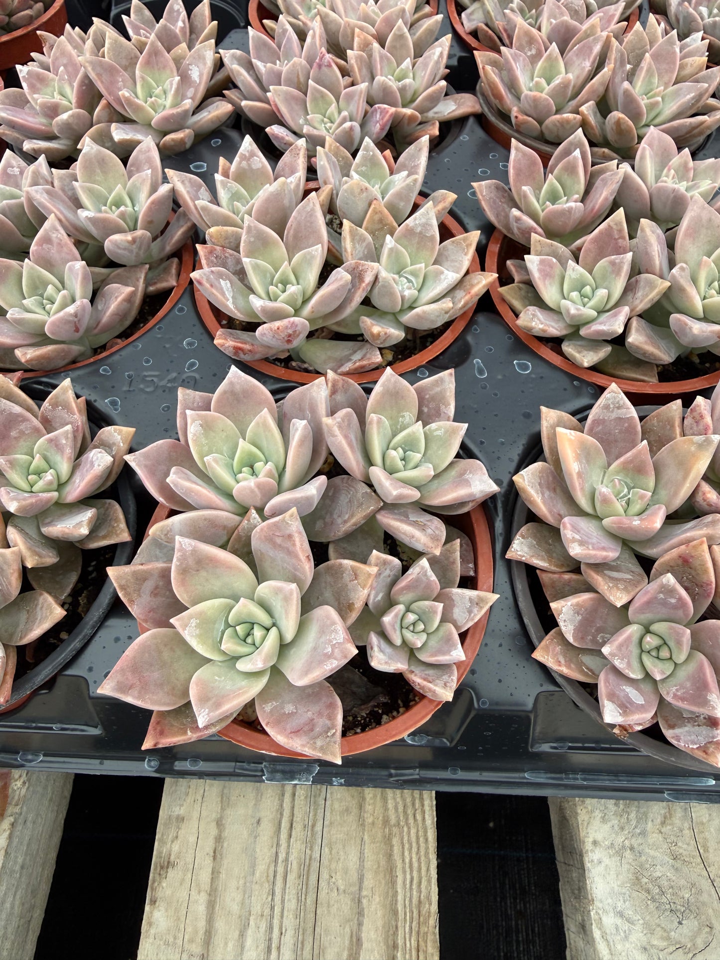 Graptopetalum paraguayense (Pink Form)