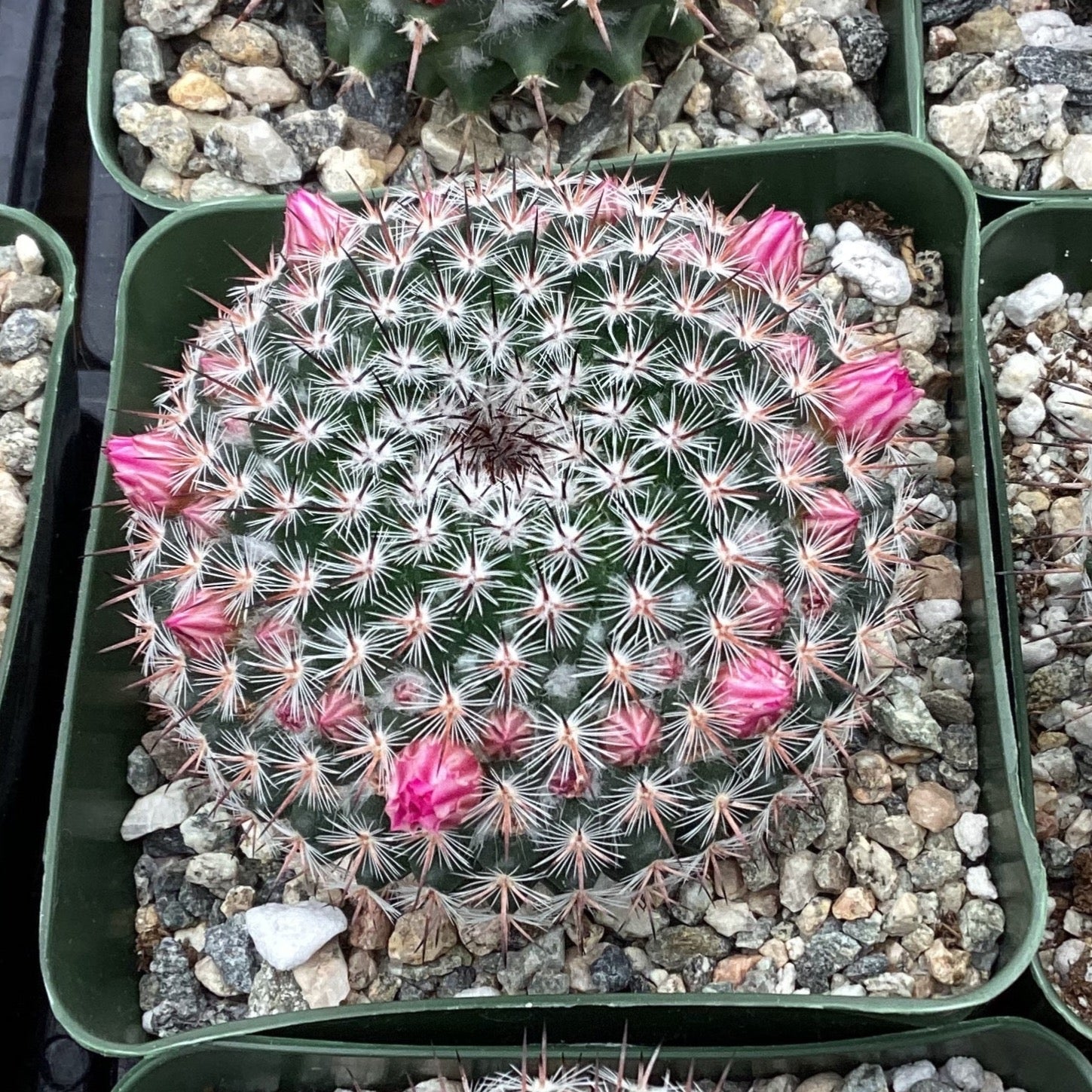 Mammillaria pseudoperbella – Succulent Gardens