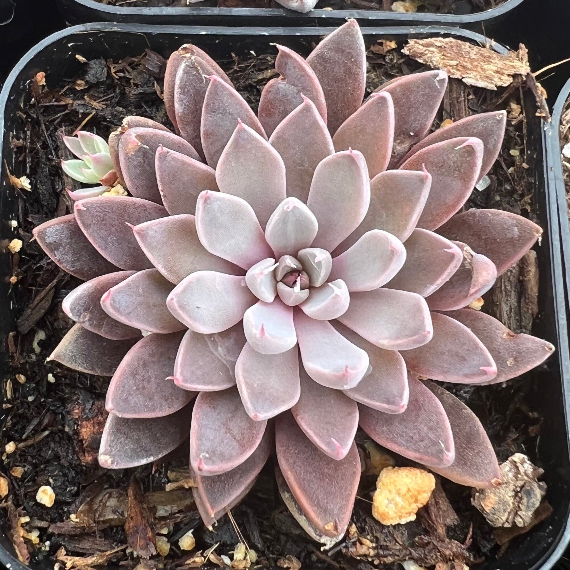 rusbyi succulent Graptopetalum rusbyi – Succulent Gardens
