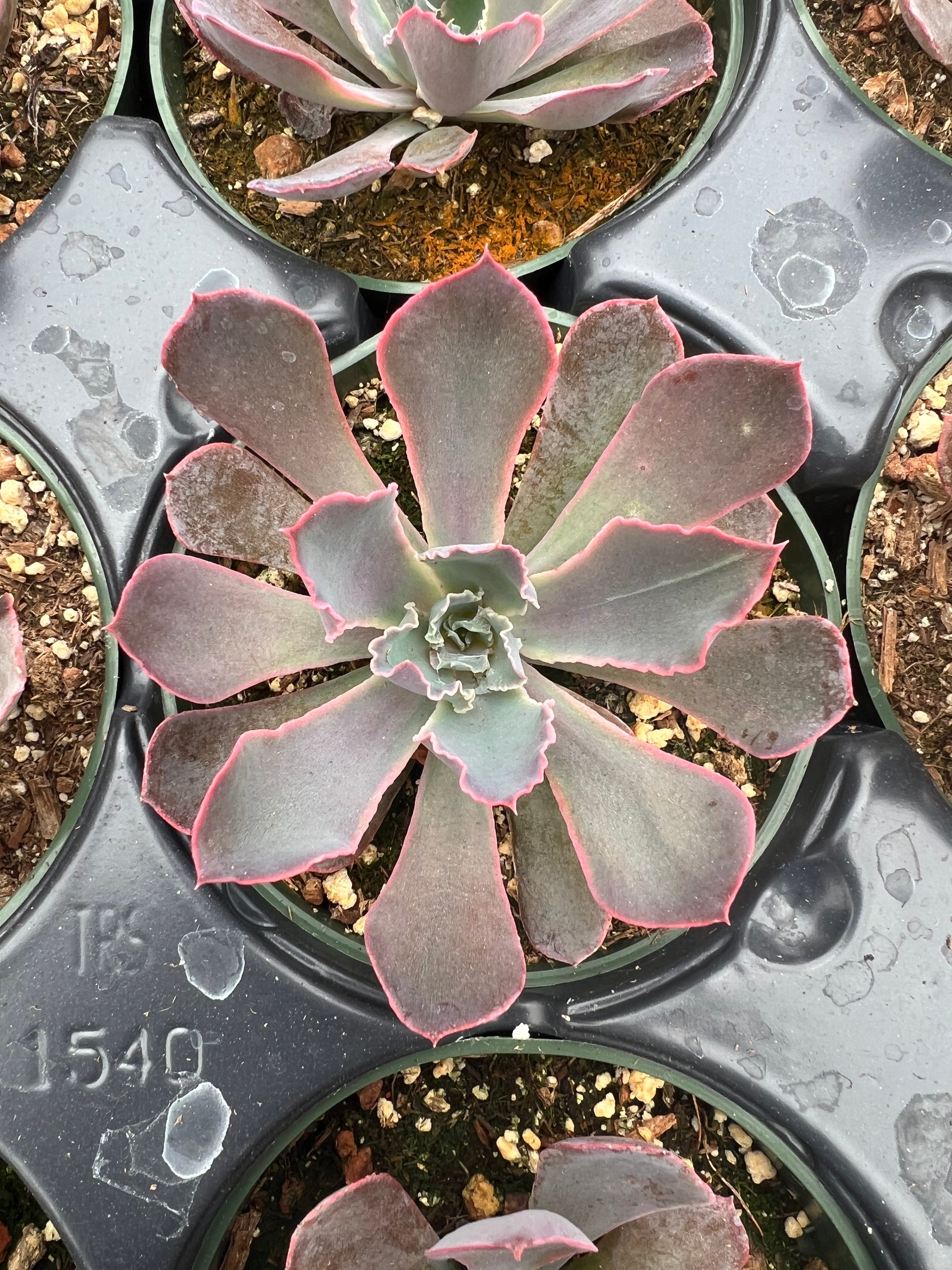 echeveria neon breaker succulent Echeveria 'Neon Breakers' – Succulent Gardens