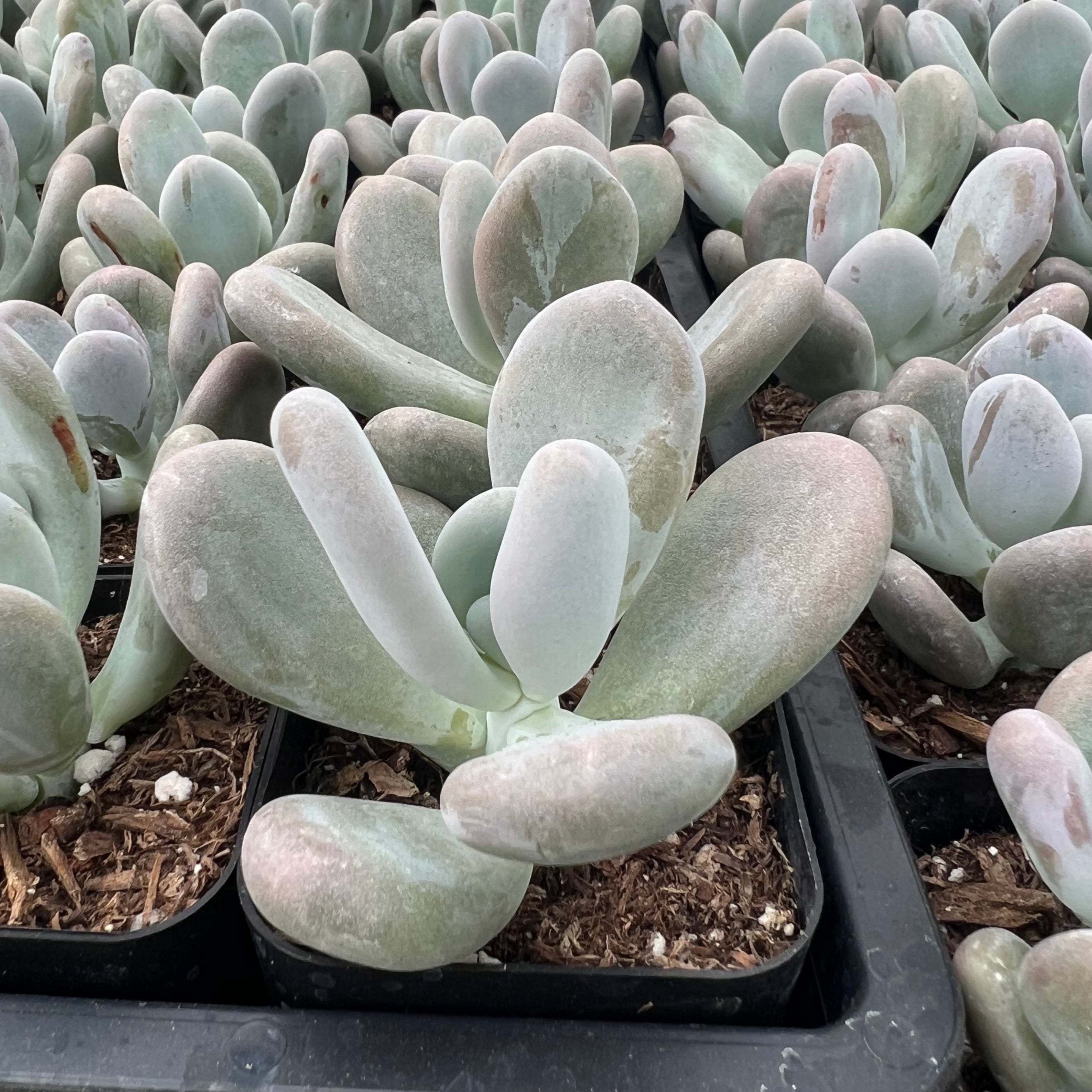 Pachyphytum oviferum – Succulent Gardens