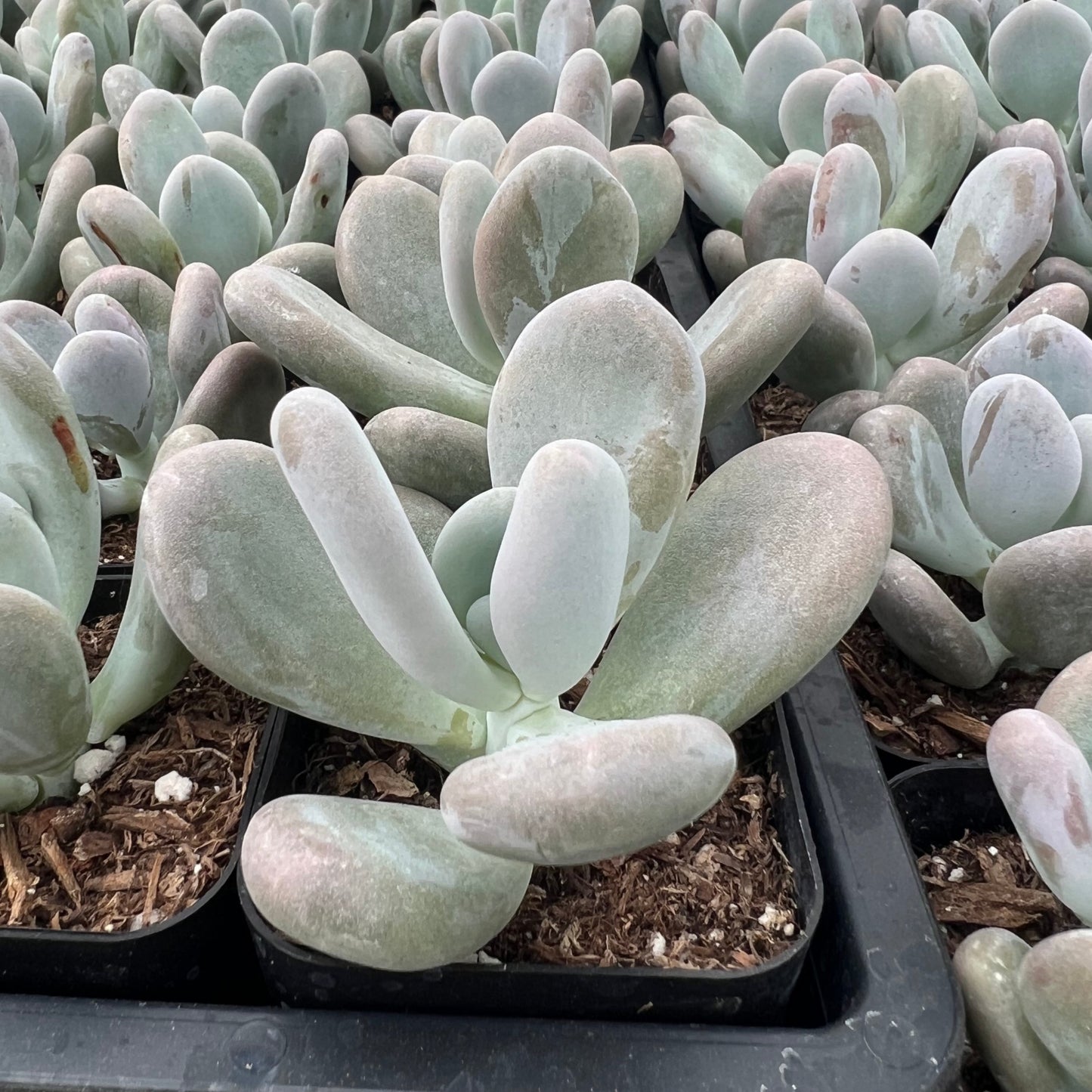 Pachyphytum oviferum