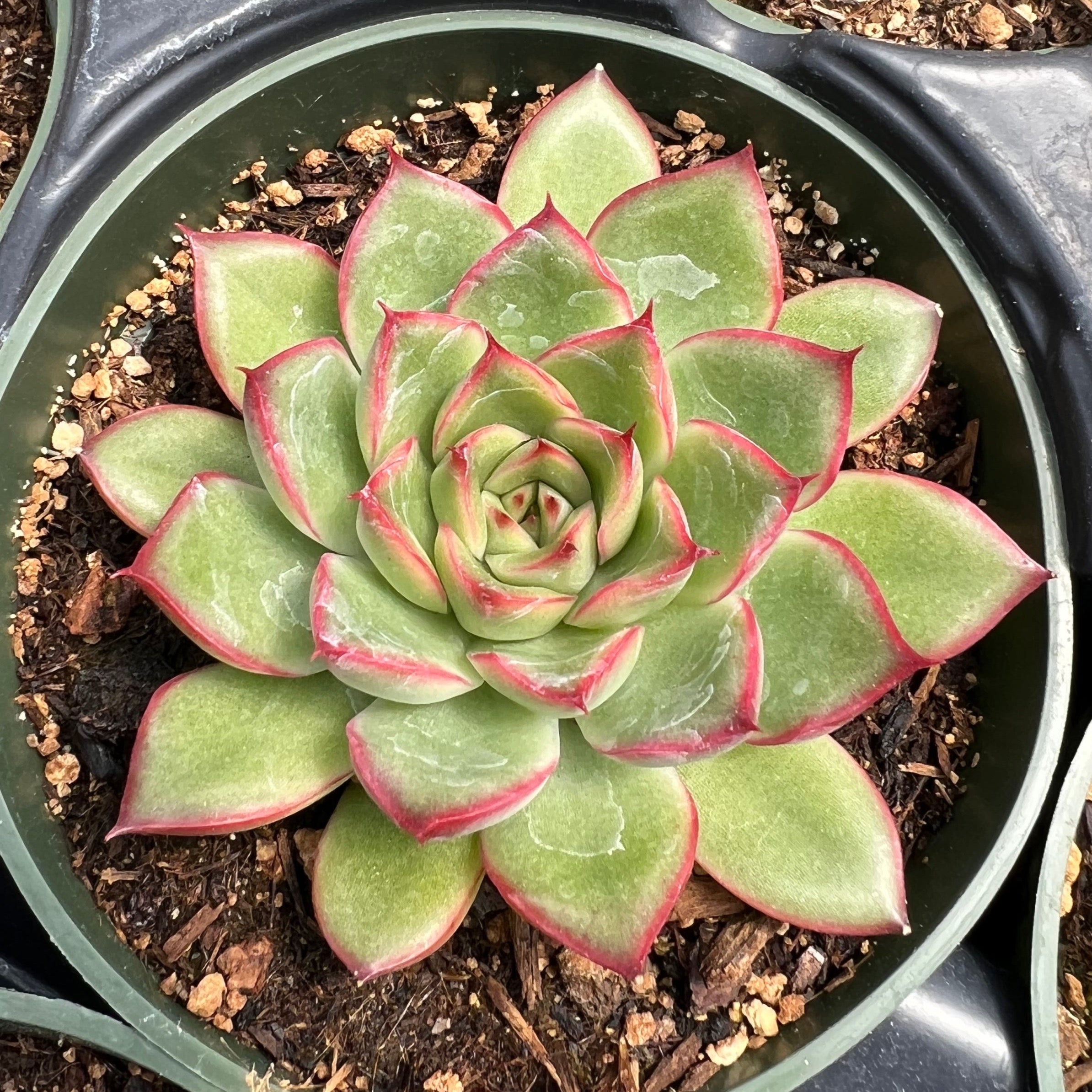 Echeveria 'Skater' – Succulent Gardens