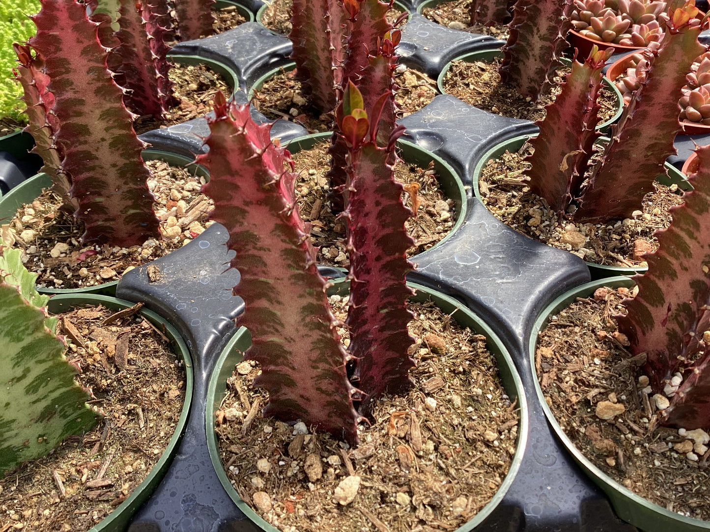 Euphorbia trigona 'Rubra'