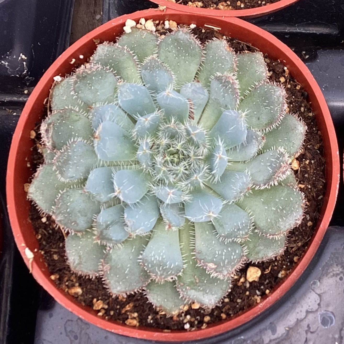 setosa succulent Echeveria setosa var. deminuta – Succulent Gardens