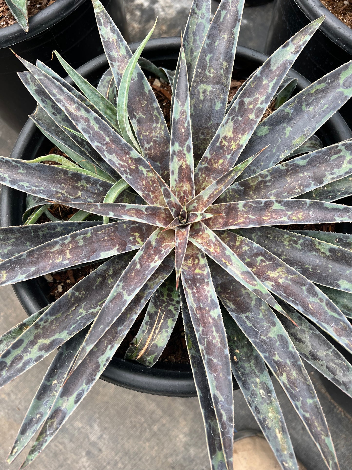 Mangave 'Moonglow'