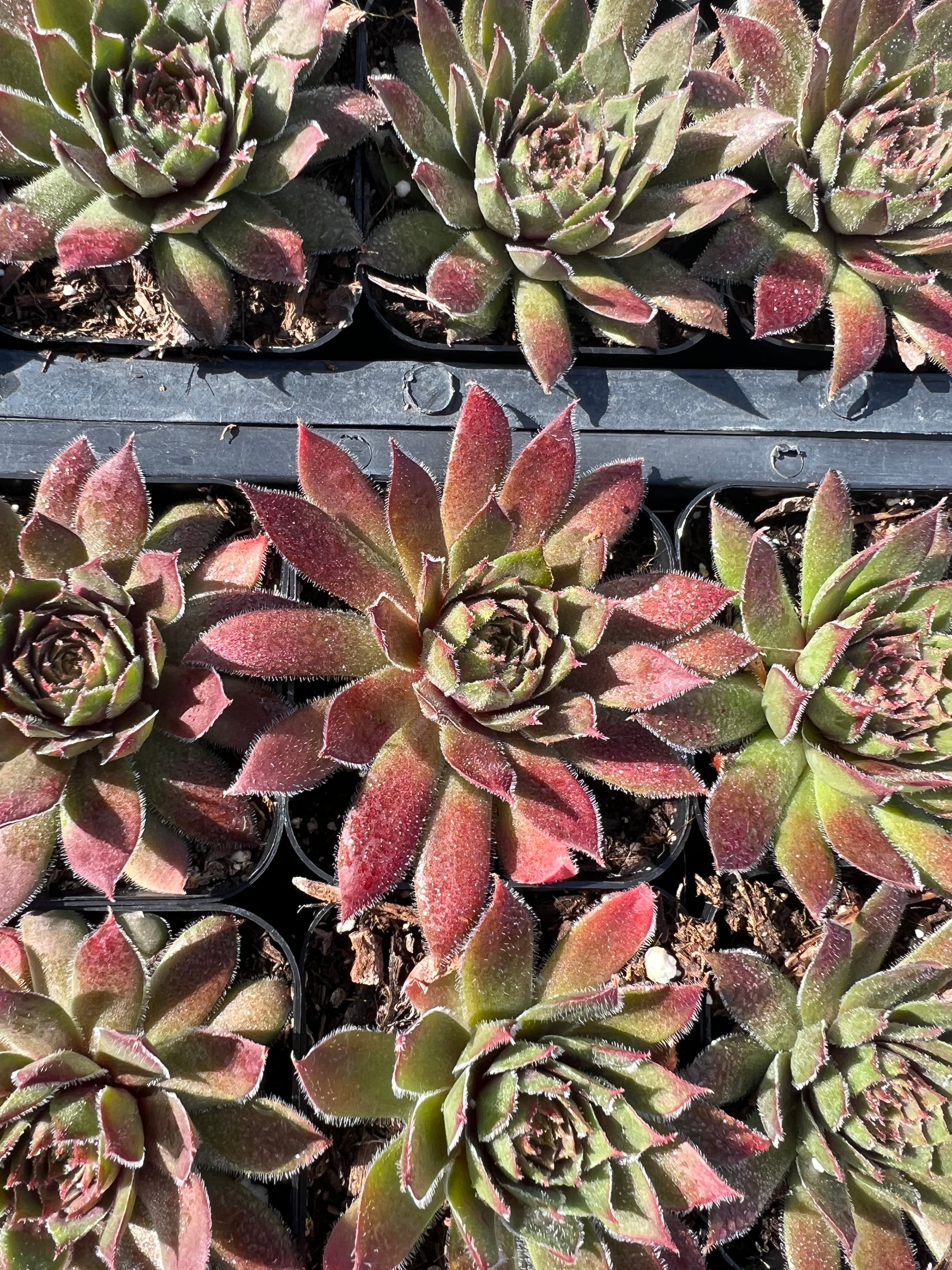kalinda succulent Sempervivum 'Kalinda' – Succulent Gardens