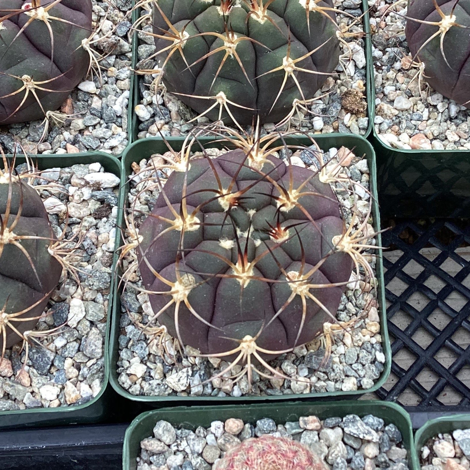 Gymnocalycium pflanzii albipulpa – Succulent Gardens