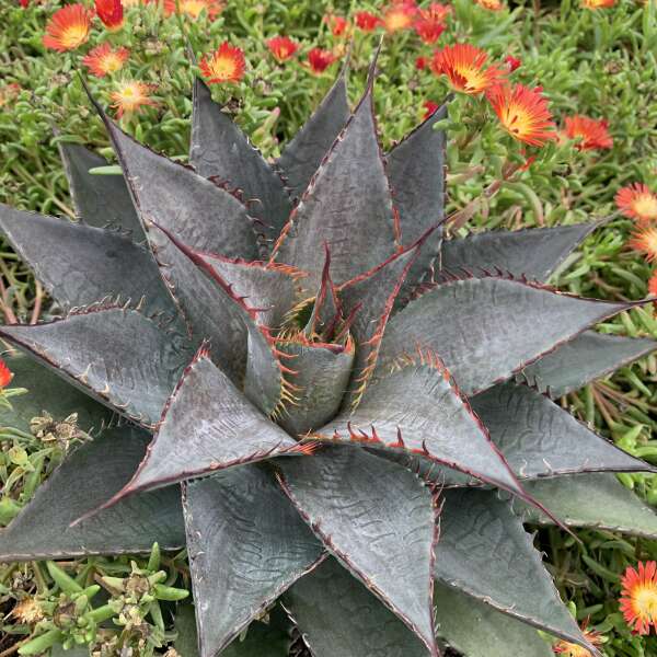 Mangave 'Tooth Fairy'