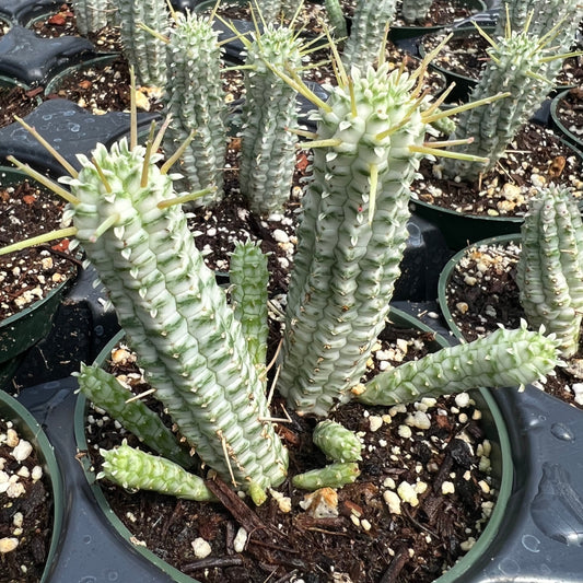 Euphorbia submammilaris