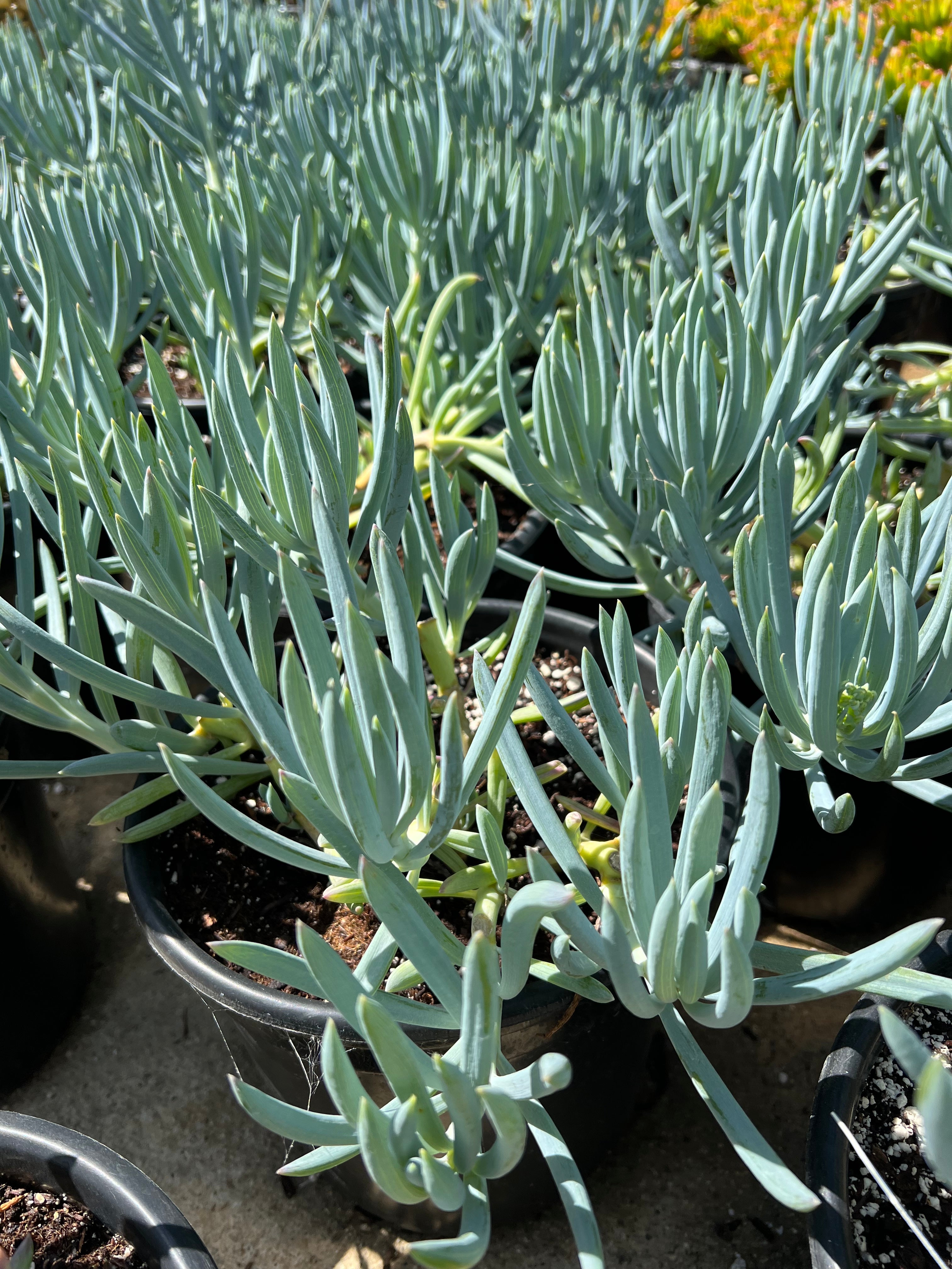 green succulent with white flowers Senecio mandraliscae – Succulent Gardens