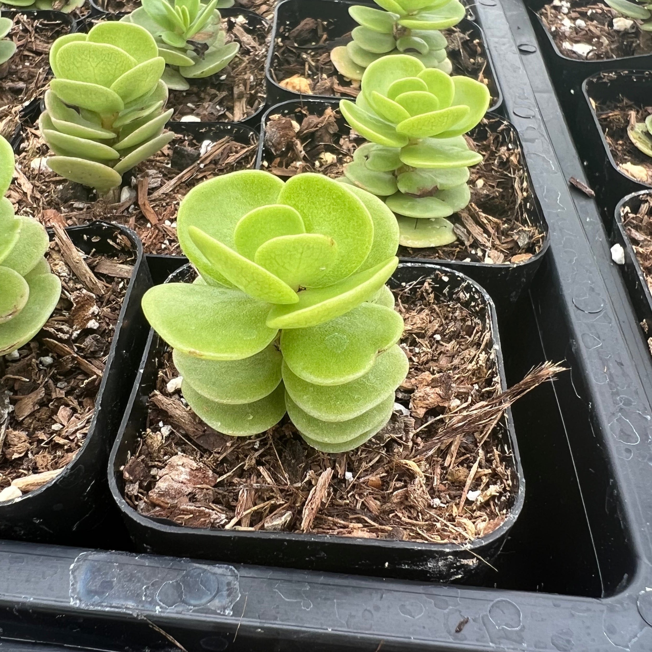 variegated portulaca succulent Portulaca molokiniensis – Succulent Gardens
