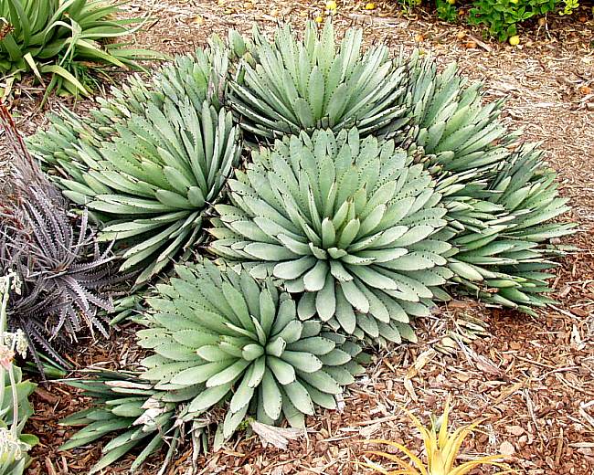 Agave macroacantha – Succulent Gardens