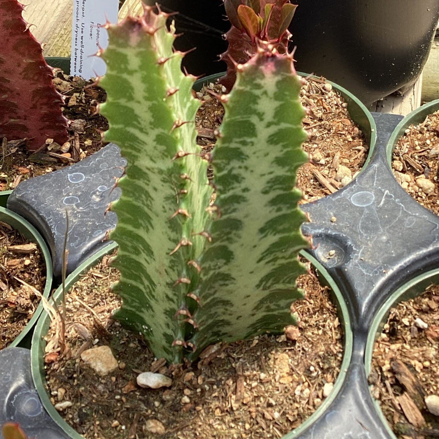 Euphorbia trigona