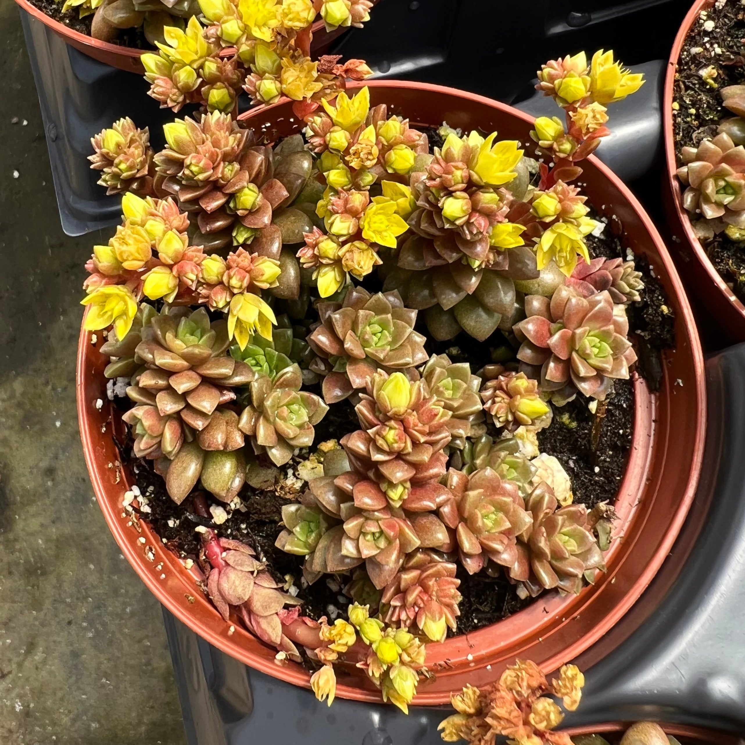 little gem succulent Cremnosedum 'Little Gem' – Succulent Gardens
