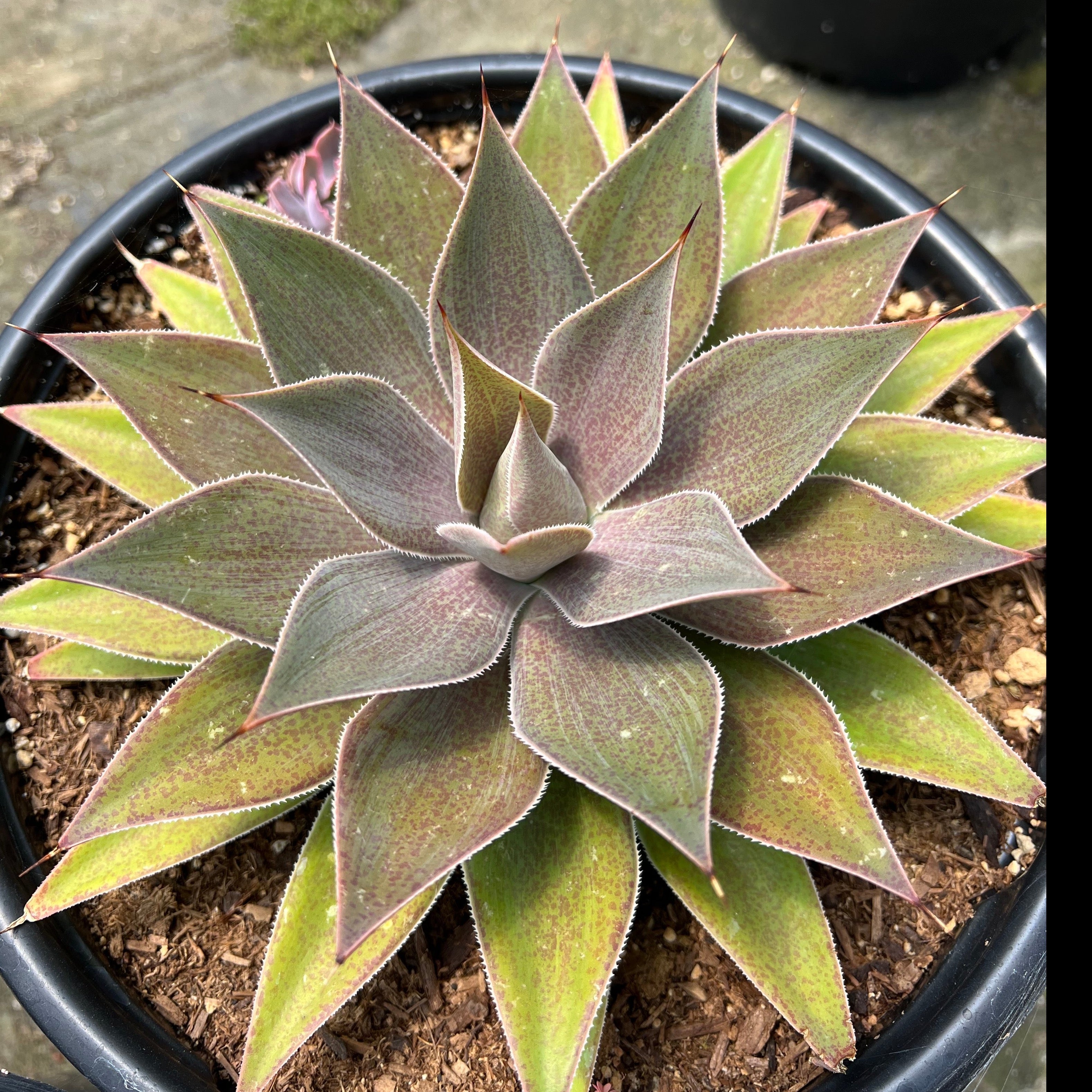 lavender lady succulent Mangave 'Lavender Lady' – Succulent Gardens