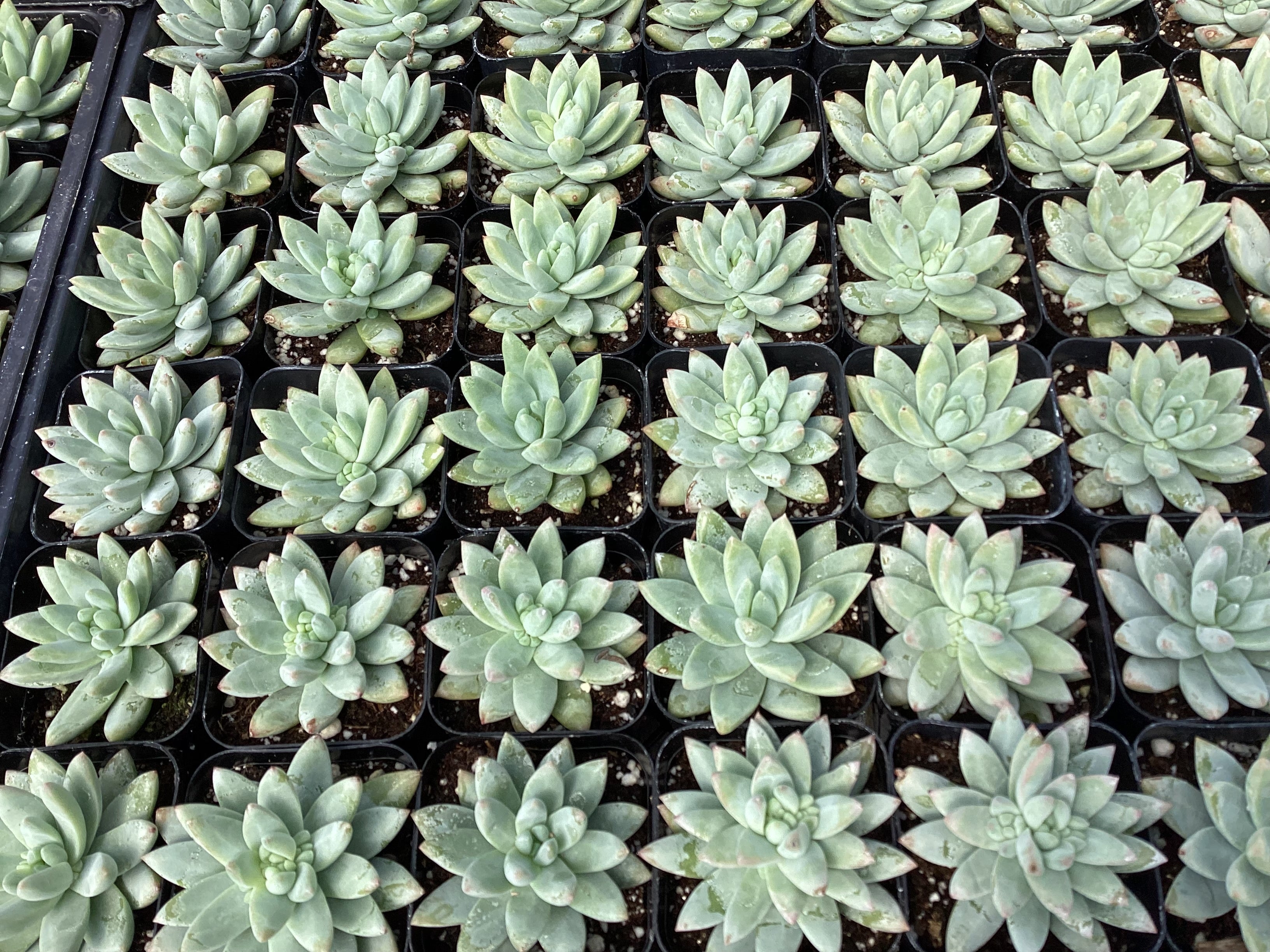 blue burrito succulent care Sedeveria 'Blue Burrito' – Succulent Gardens