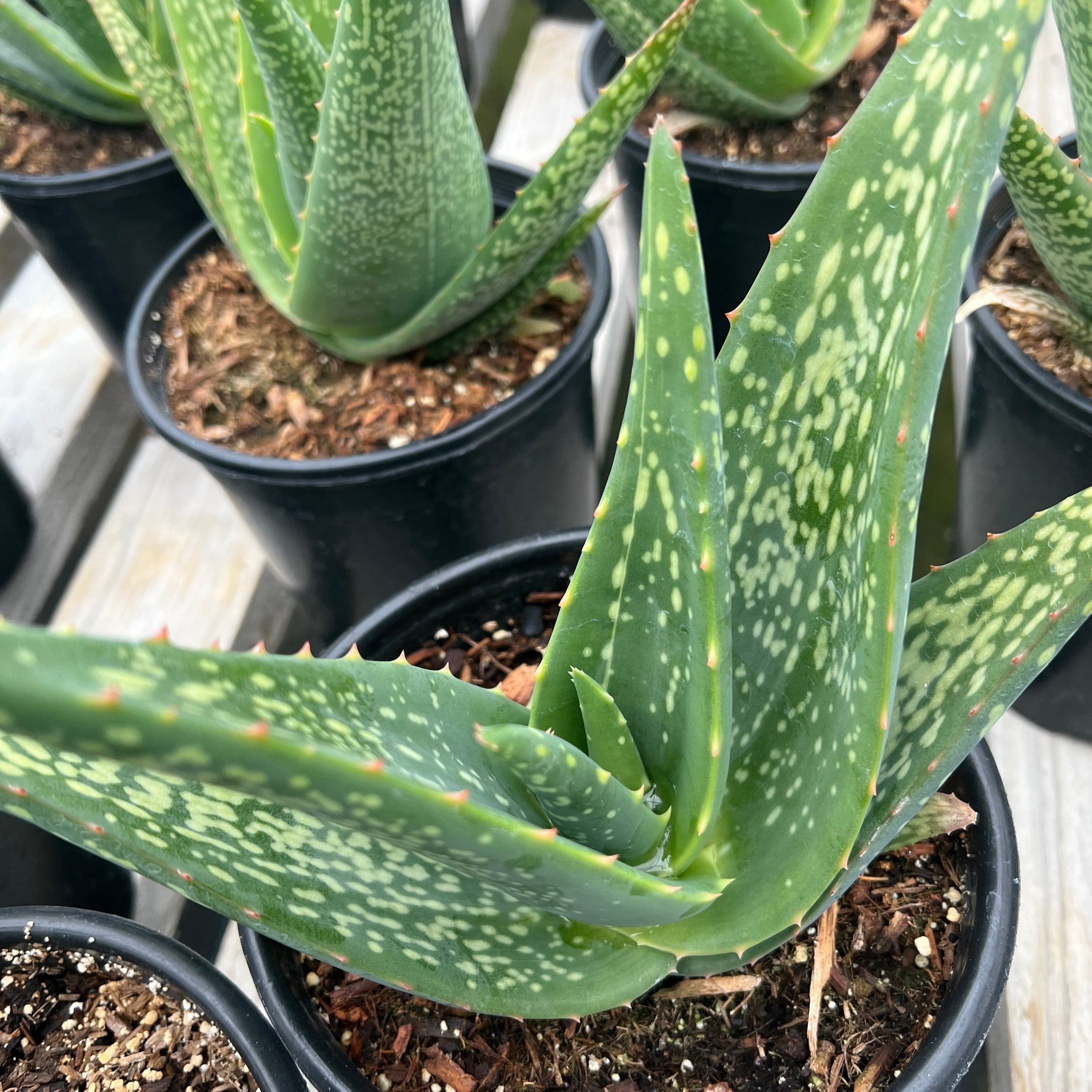 Aloe tomentosa Succulent Gardens