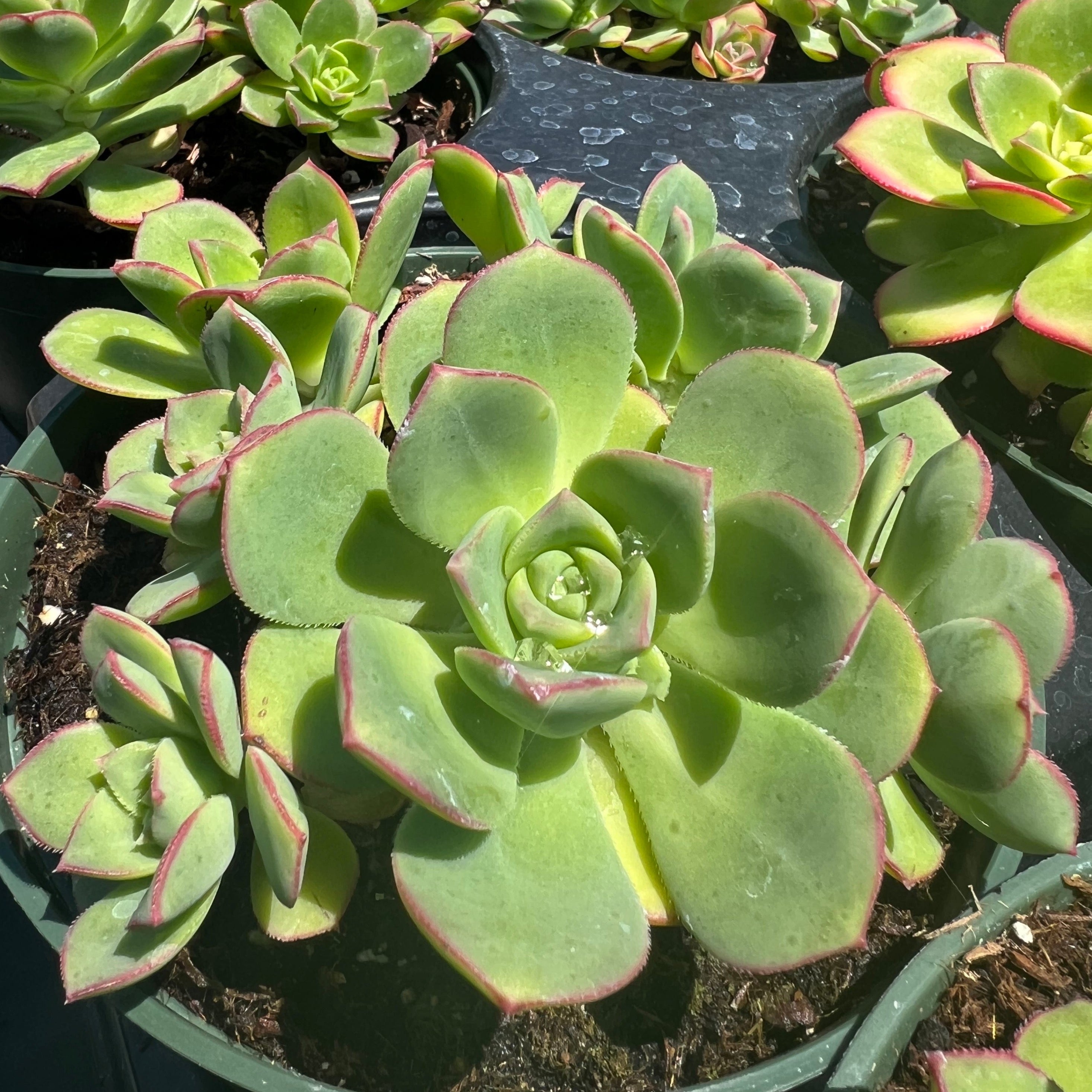 aeonium pinwheel succulent Aeonium haworthii – Succulent Gardens