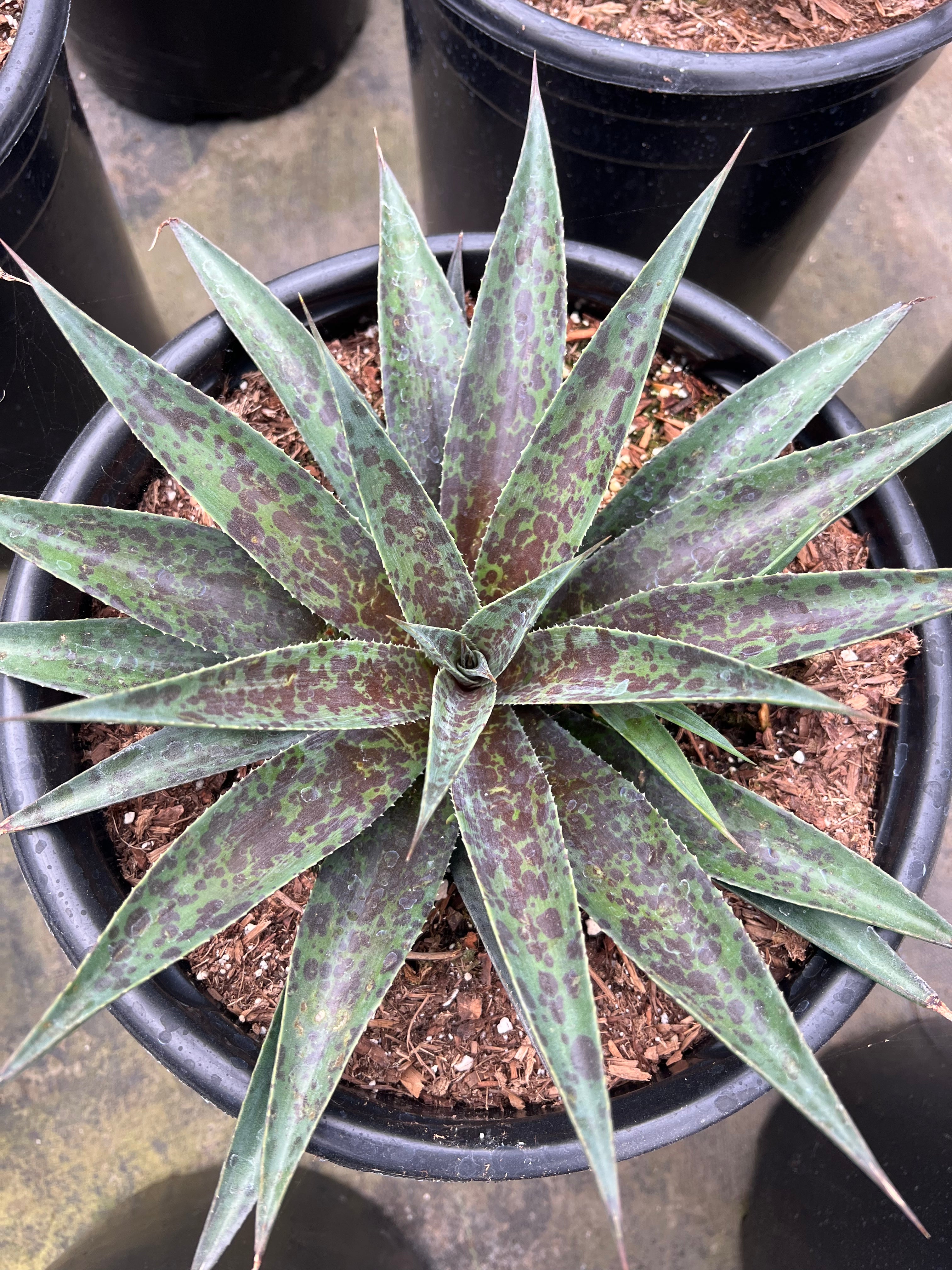 pineapple express plant succulent Mangave 'Pineapple Express' – Succulent Gardens