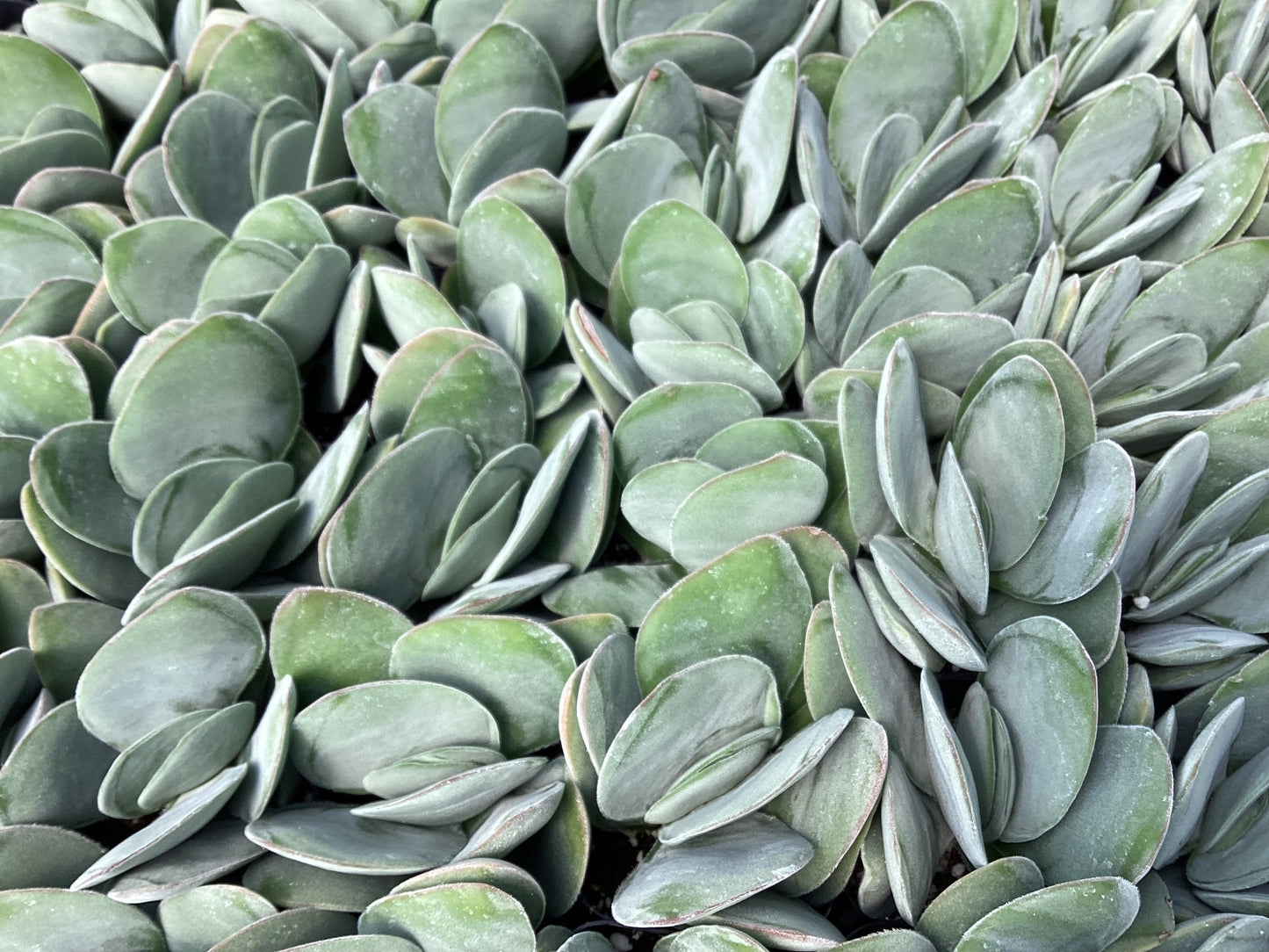 Crassula dubia